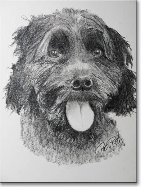 Black Cockapoo, pencil drawing by Patricia Roth