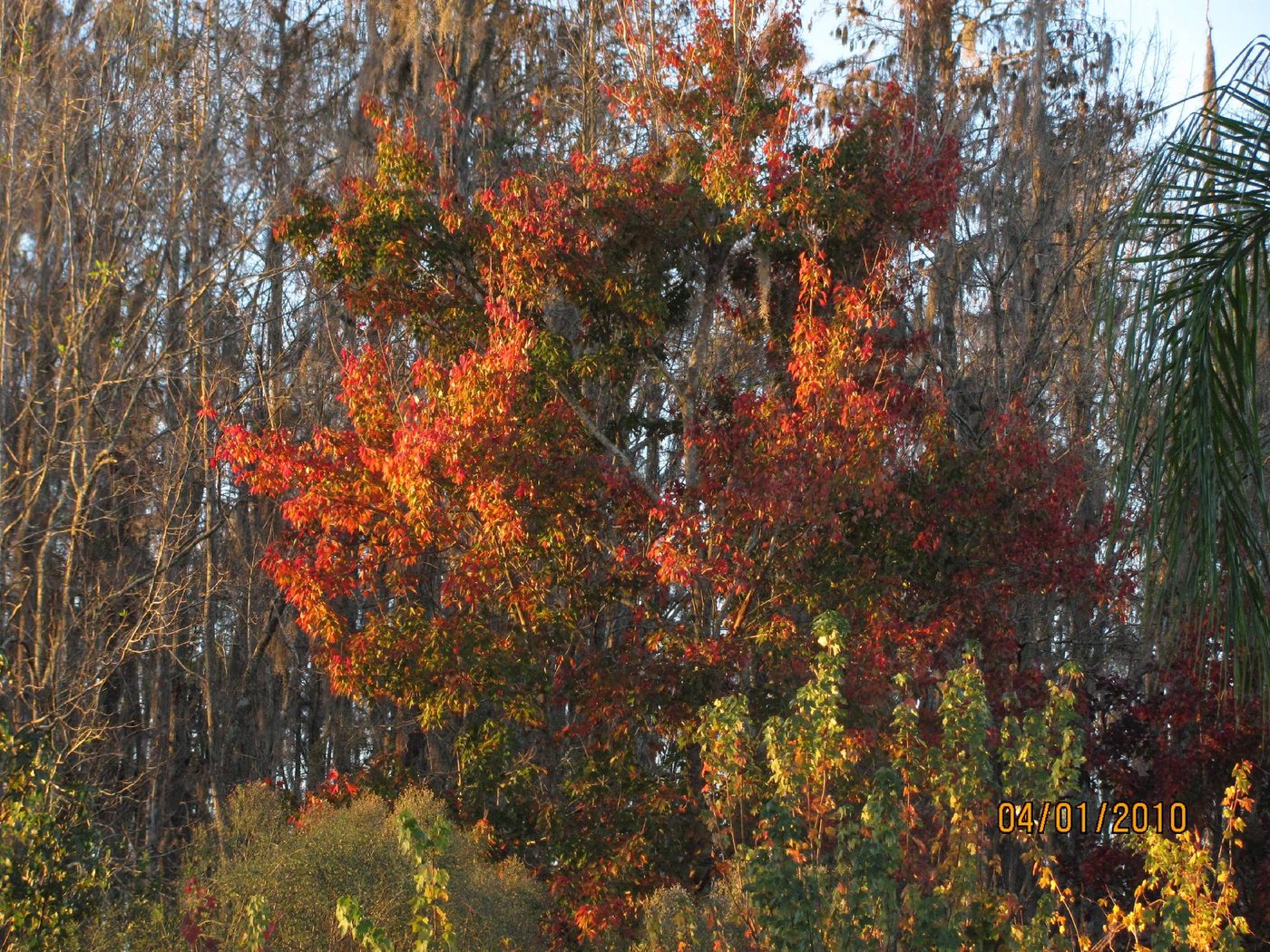 Autumn Colors, photograph by Patricia Roth