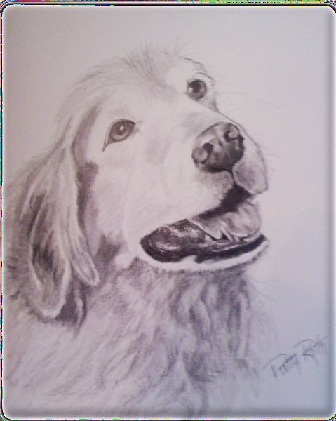Kevin Mercer's Dog, drawing by Patricia Roth