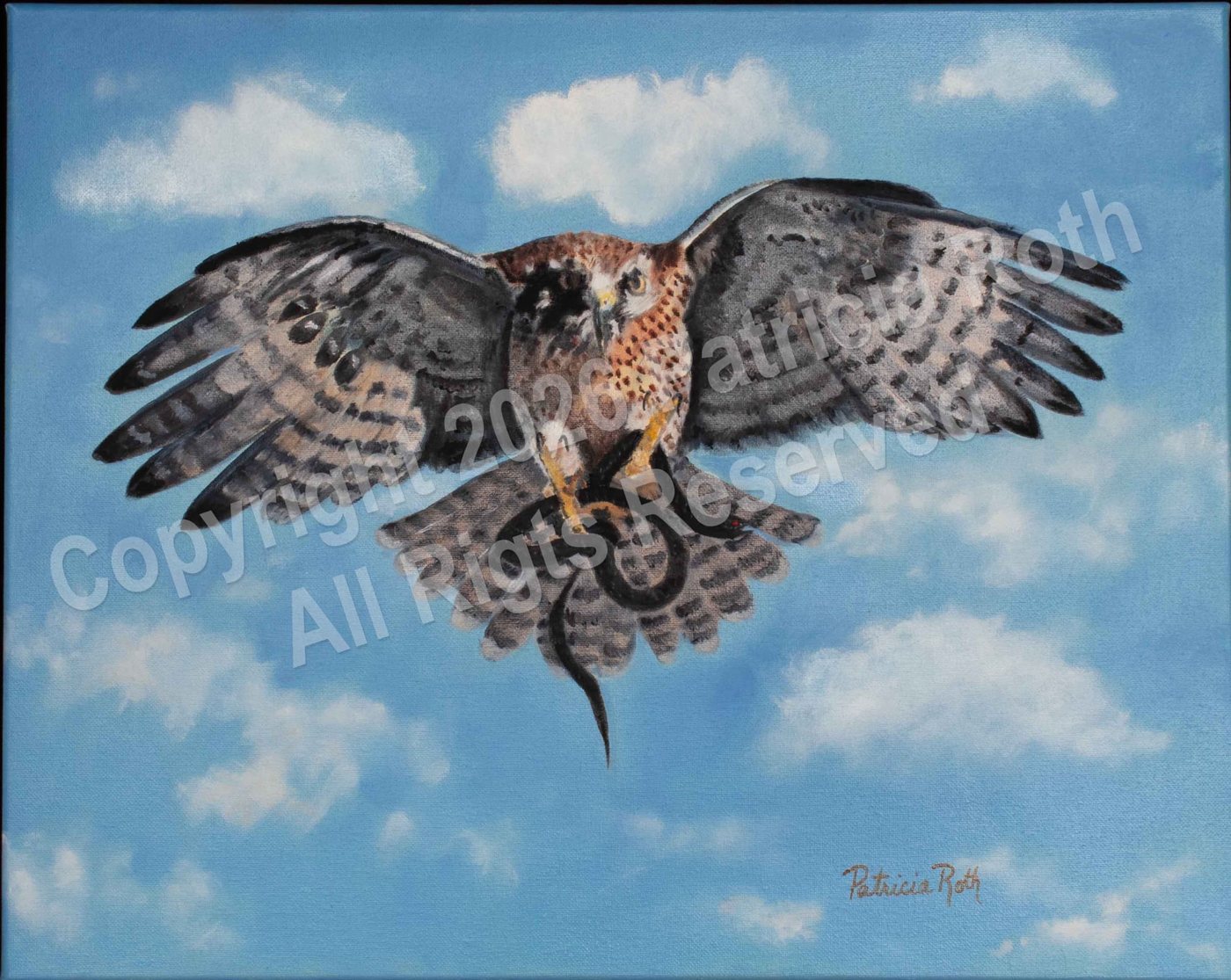 Red-Tailed Hawk, painting by Patricia Roth